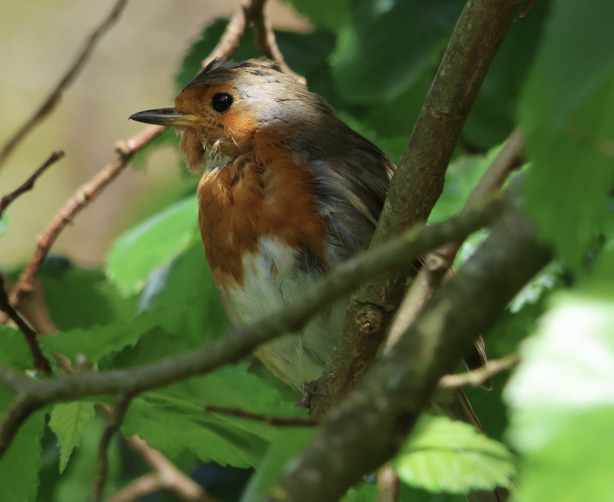 European Robin - Steve Nicolai