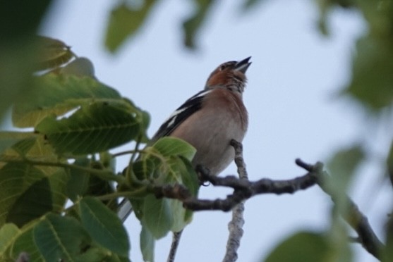 Common Chaffinch - Radka Osickova