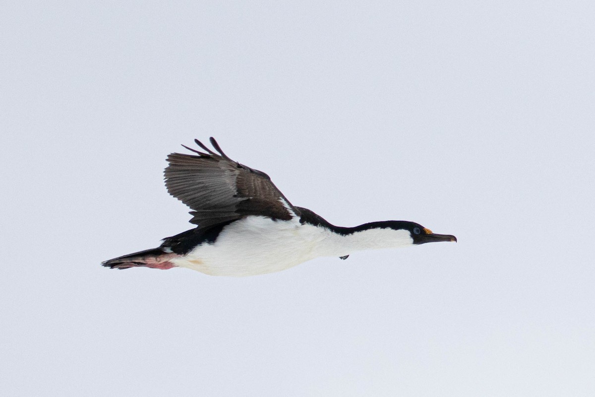 Cormorán Antártico - ML619242400