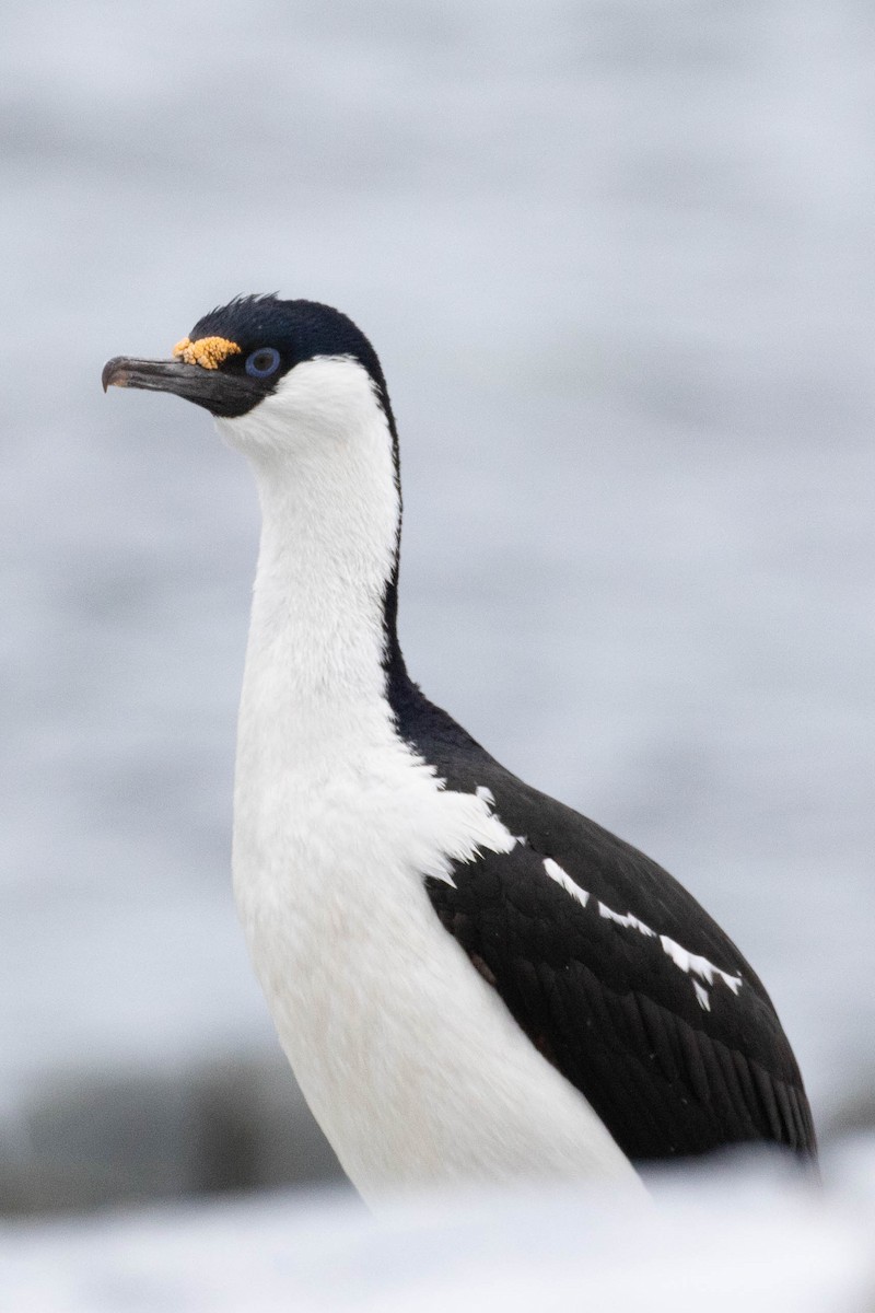 Cormorán Antártico - ML619242411