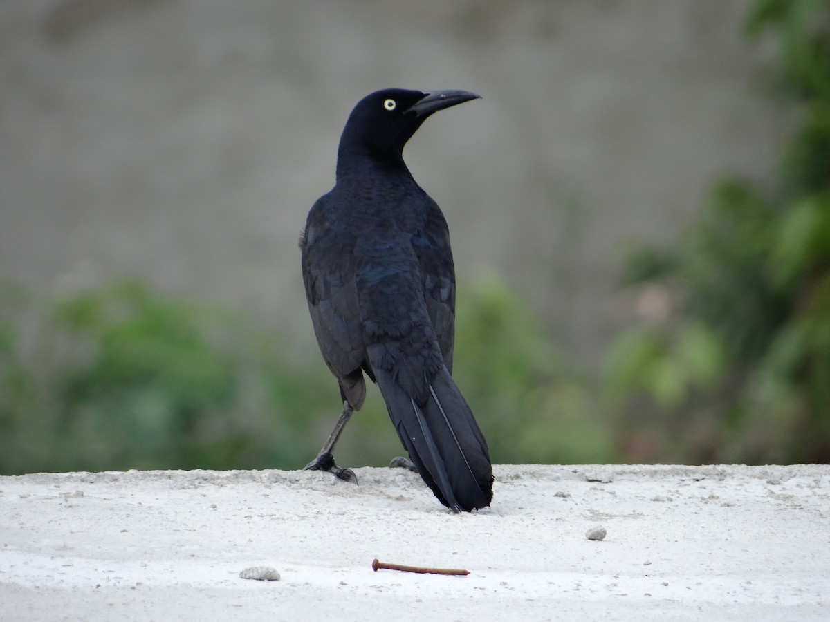 Great-tailed Grackle - ML619242415