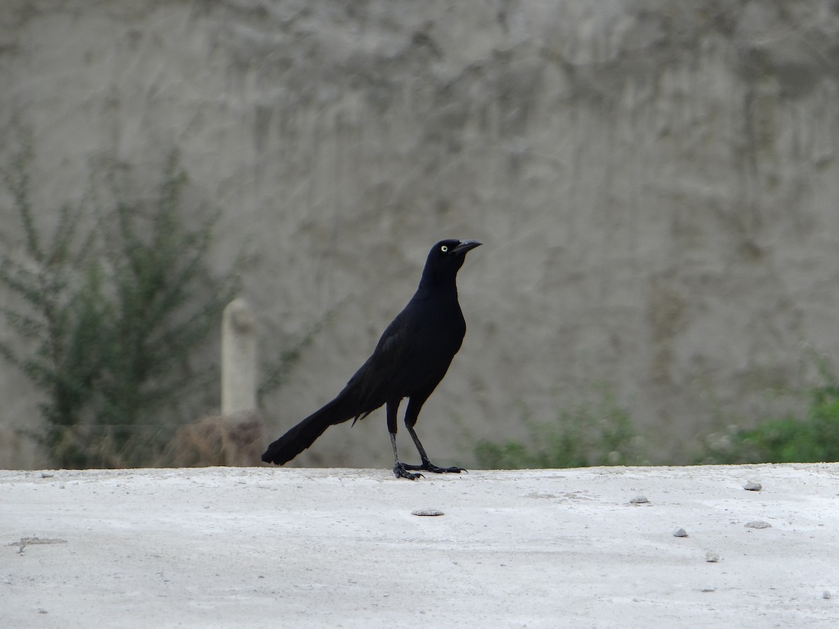 Great-tailed Grackle - ML619242416