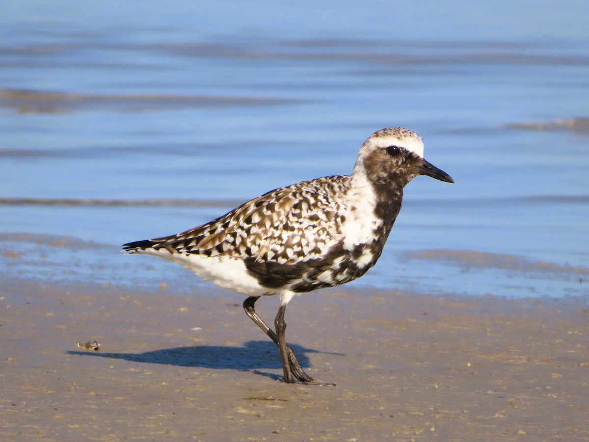 Black-bellied Plover - Shane Patterson