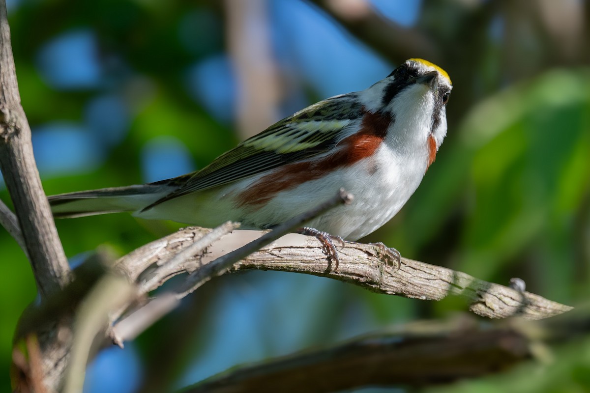 Chestnut-sided Warbler - Mike Schijf