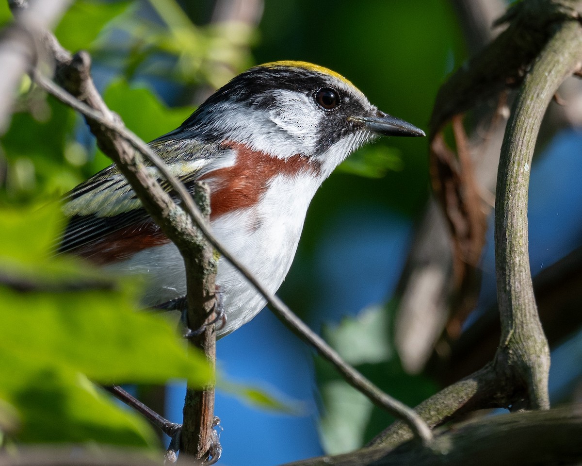 Chestnut-sided Warbler - Mike Schijf
