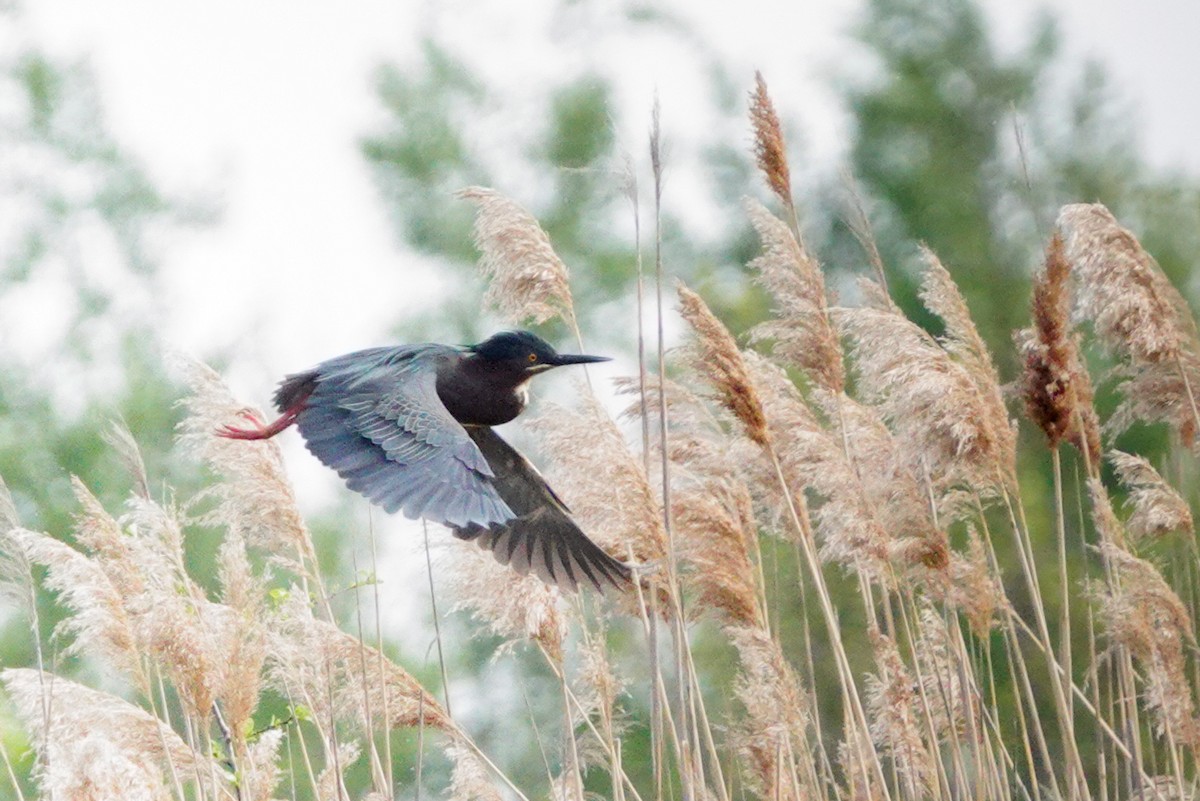 Green Heron - ML619242431