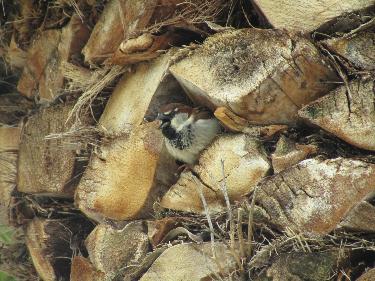 Italian Sparrow - David Hain