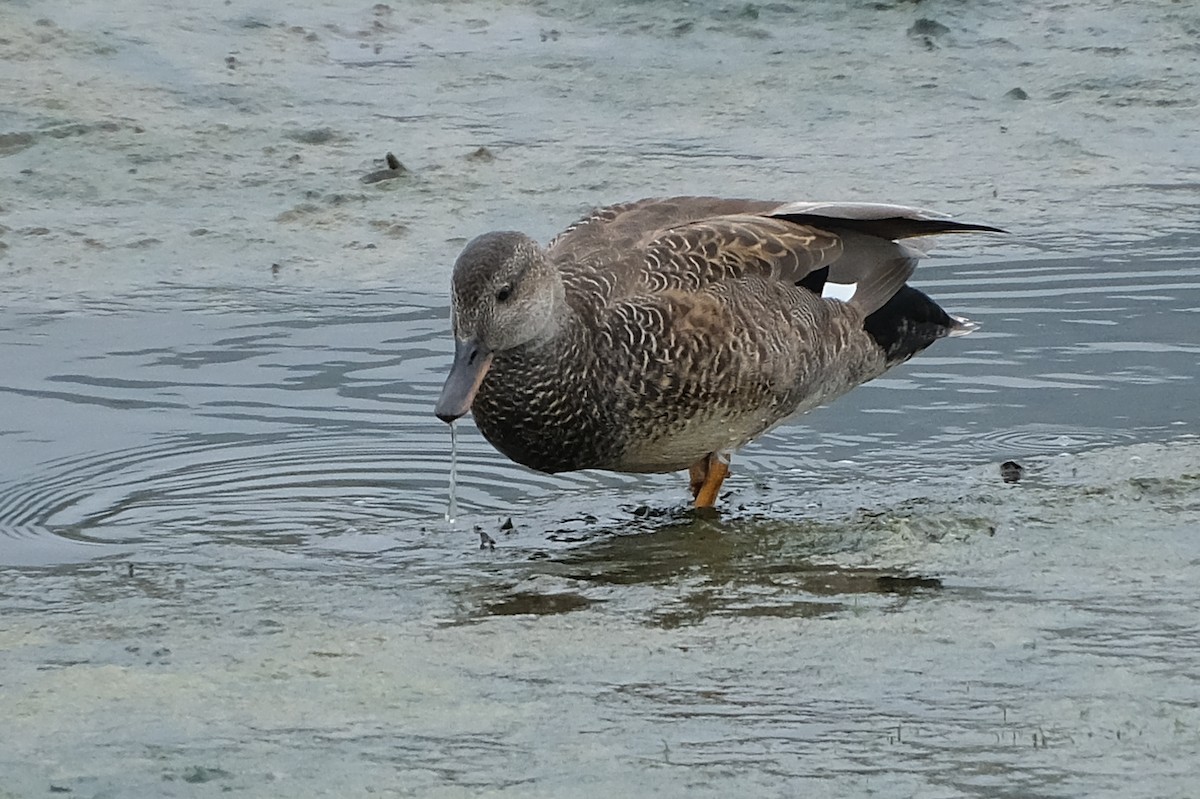 Gadwall - Anita Gould