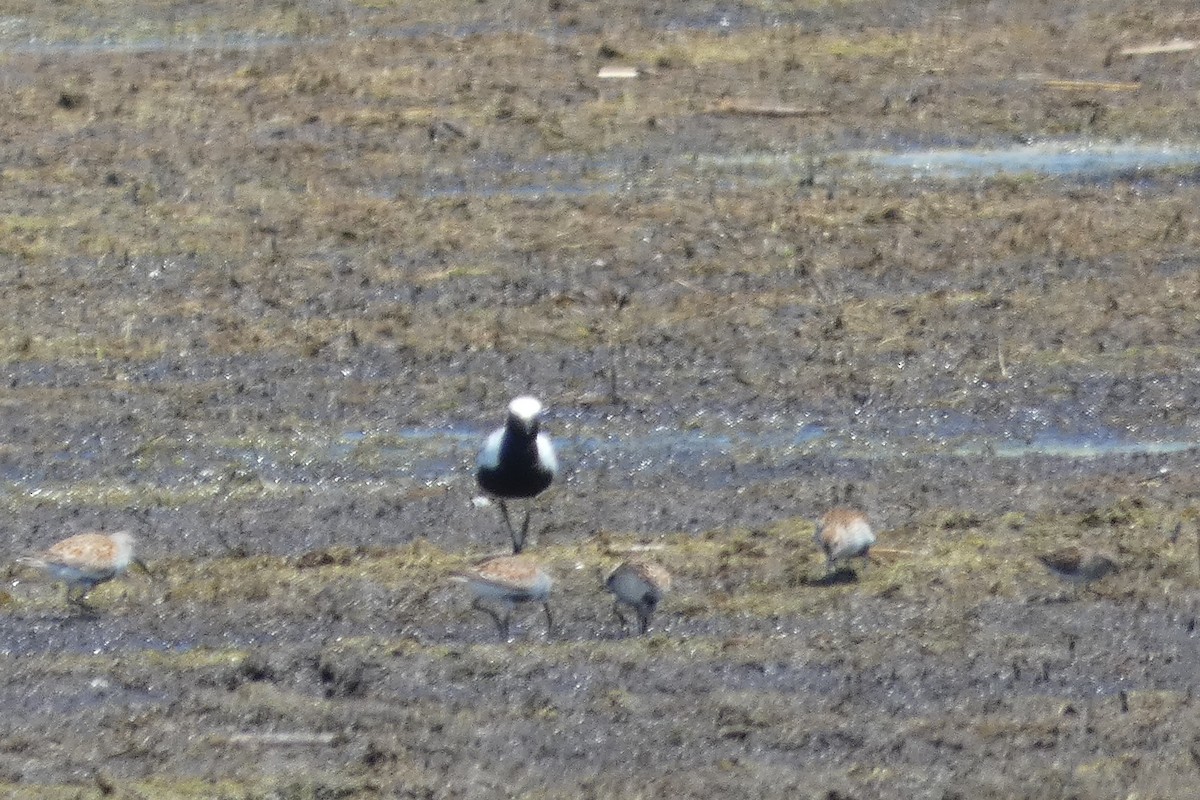 Black-bellied Plover - Andrew Hillman