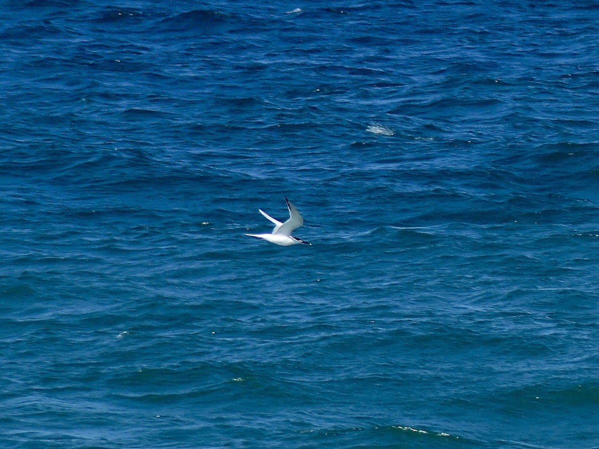 Sandwich Tern - Charles  Crawford