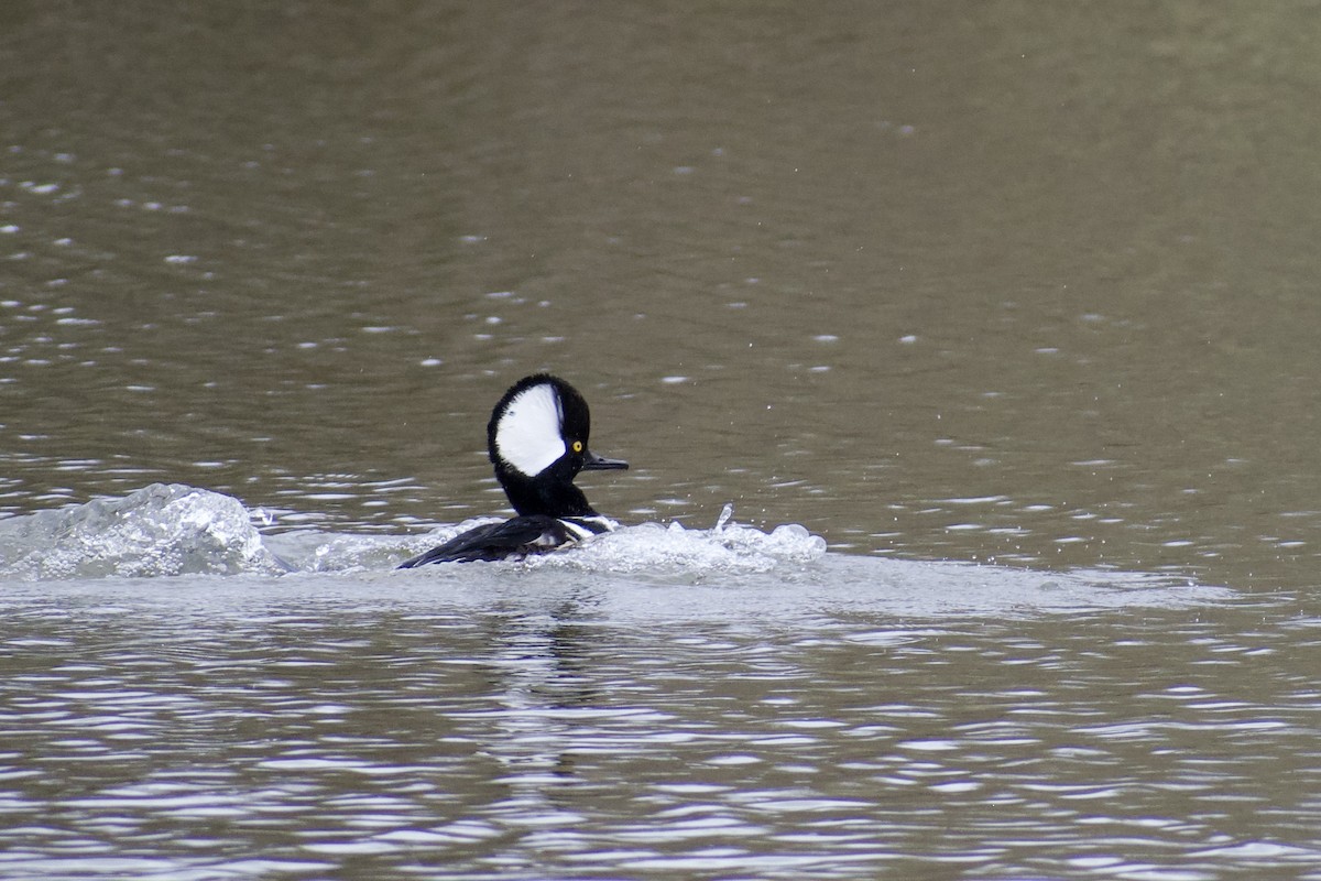 Hooded Merganser - ML619242467