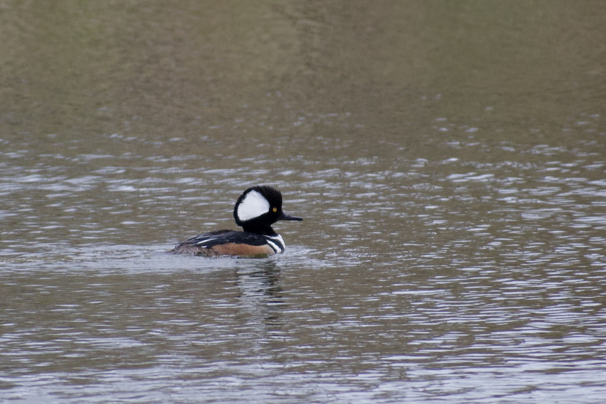 Hooded Merganser - ML619242468