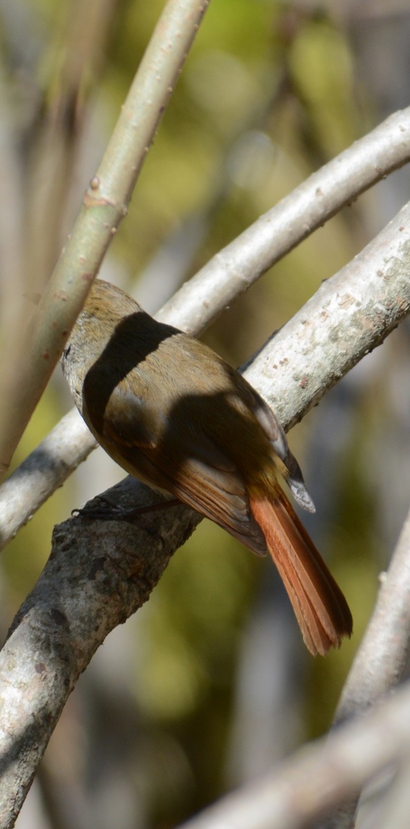 Slaty-blue Flycatcher - ML619242474