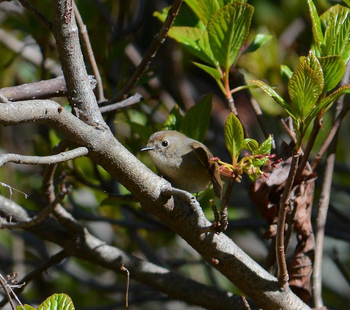 Slaty-blue Flycatcher - ML619242476