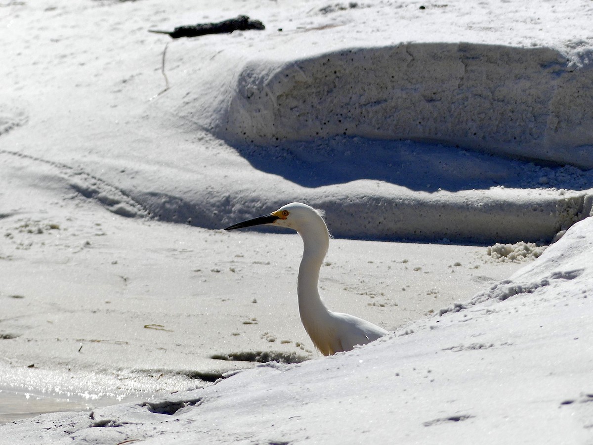 Snowy Egret - Charles  Crawford