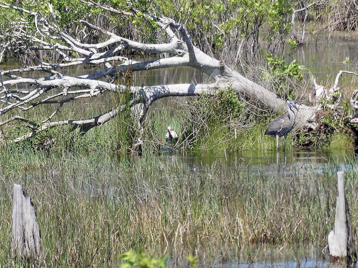 White Ibis - Charles  Crawford