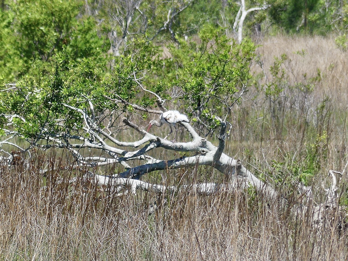 White Ibis - Charles  Crawford