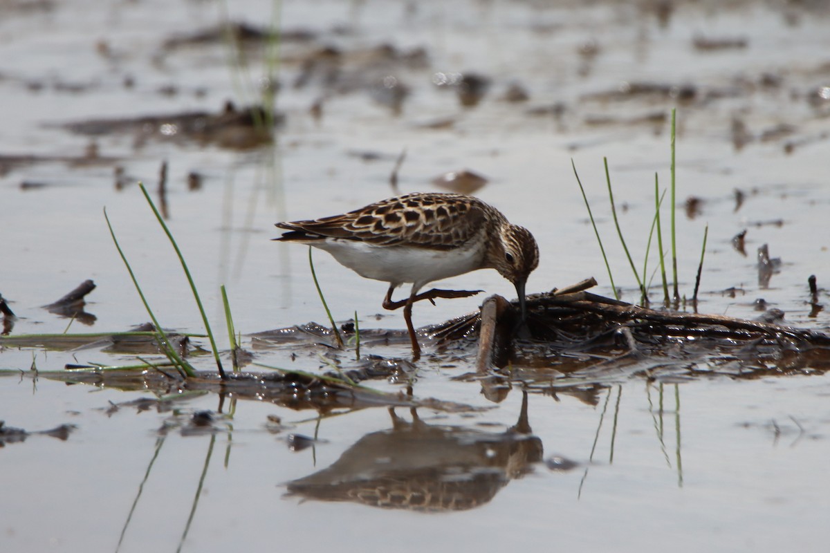 Least Sandpiper - Sandy C