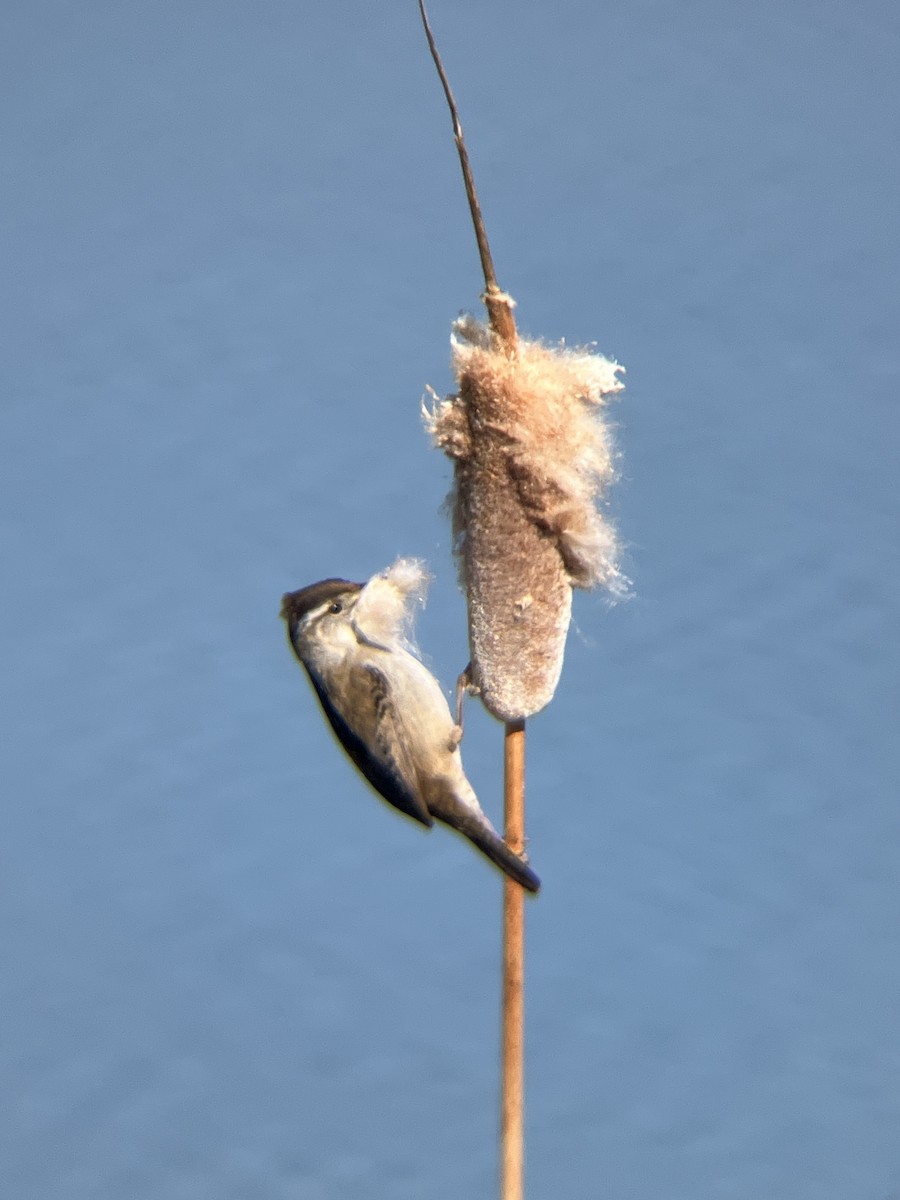 Marsh Wren - Lincoln Wilmoth