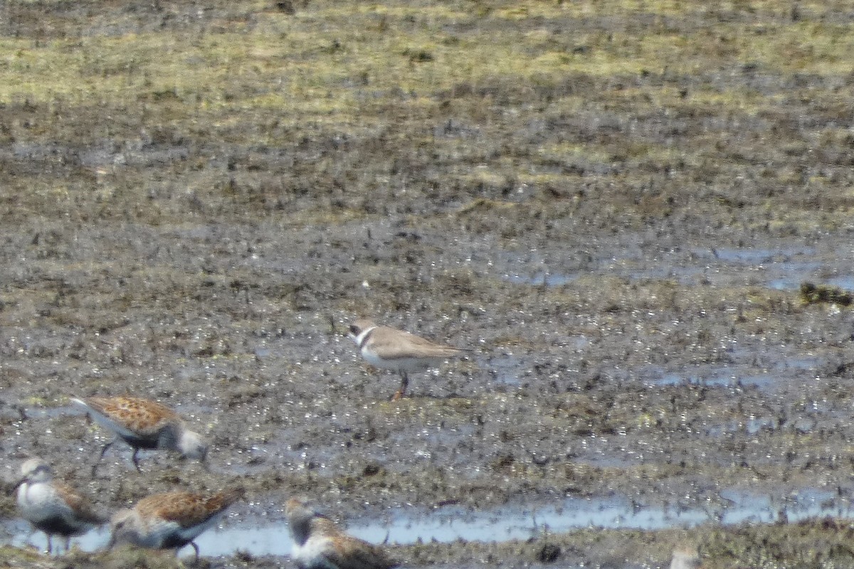 Semipalmated Plover - Andrew Hillman