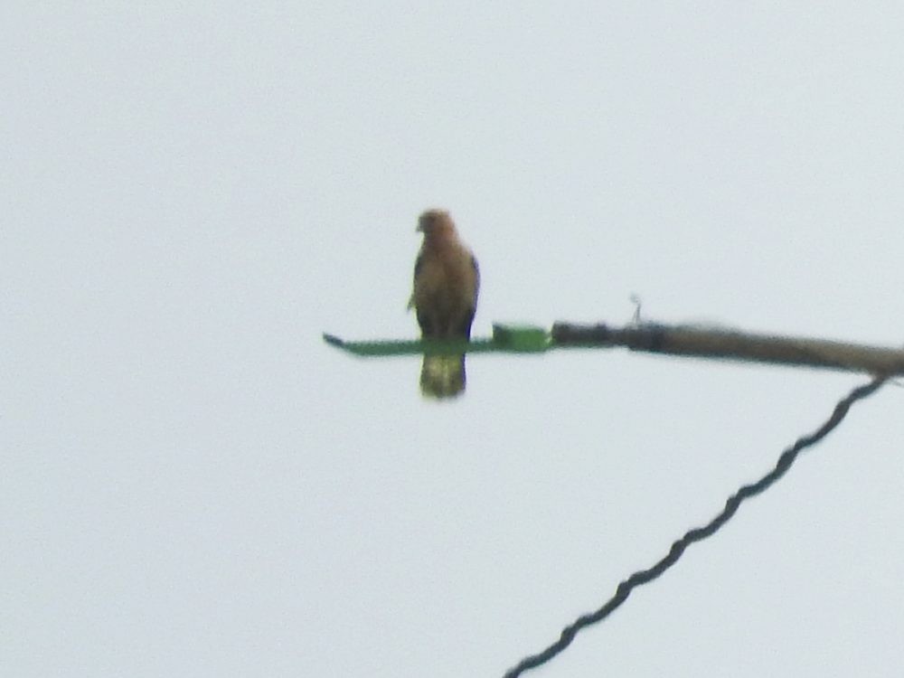 Caracara Chimachima - ML619242515