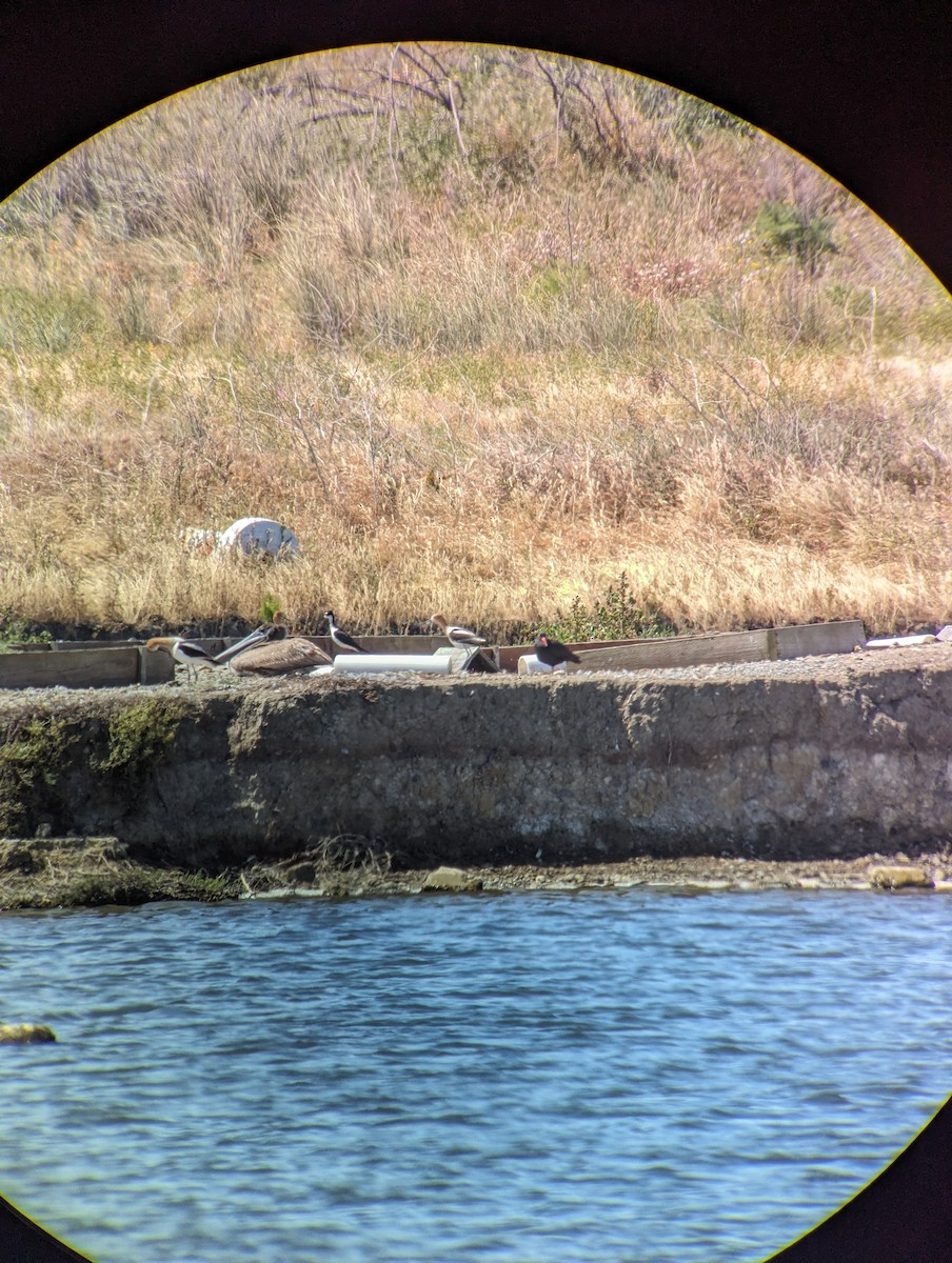 Black Oystercatcher - Rodrigo Dueñas