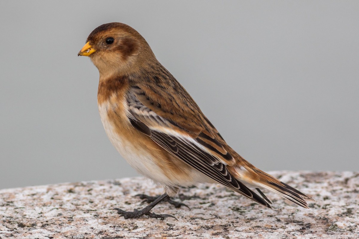 Snow Bunting - Thomas Miller