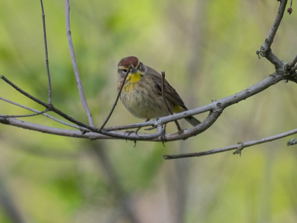 Palm Warbler - Mike Schijf