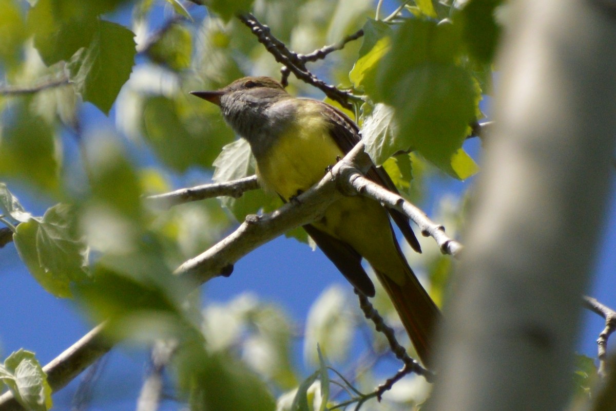 Great Crested Flycatcher - ML619242556