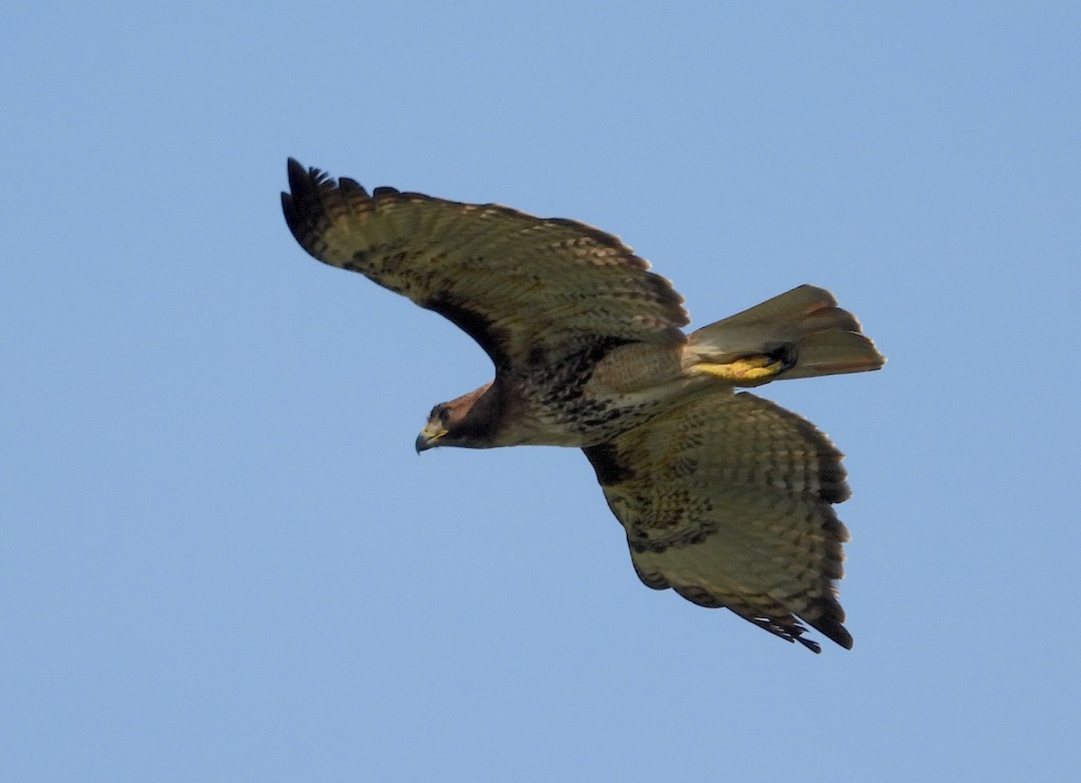 Red-tailed Hawk - Christine Rowland