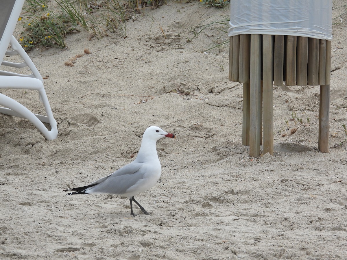 Audouin's Gull - Anqi Xu