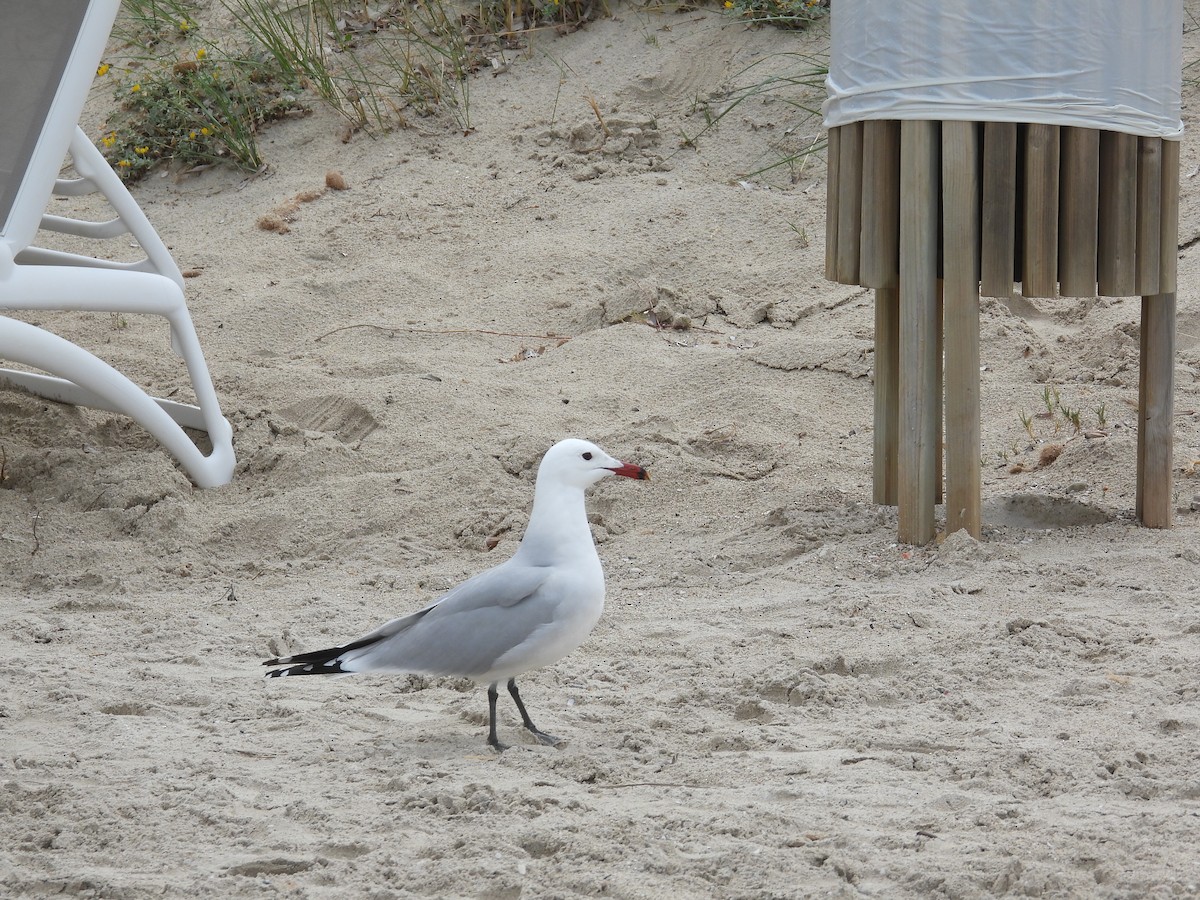 Audouin's Gull - Anqi Xu