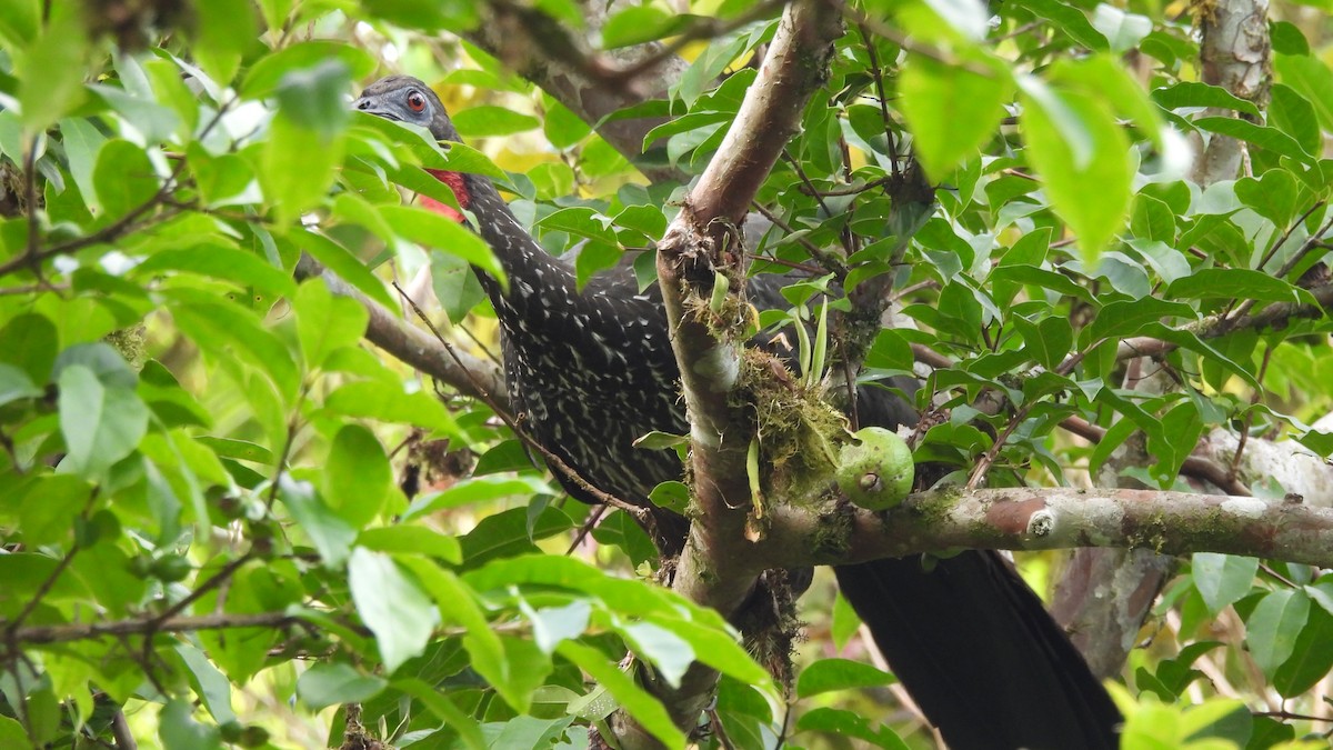 Crested Guan - ML619242573