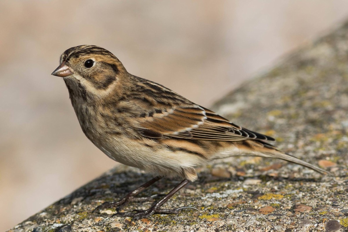 Lapland Longspur - Thomas Miller