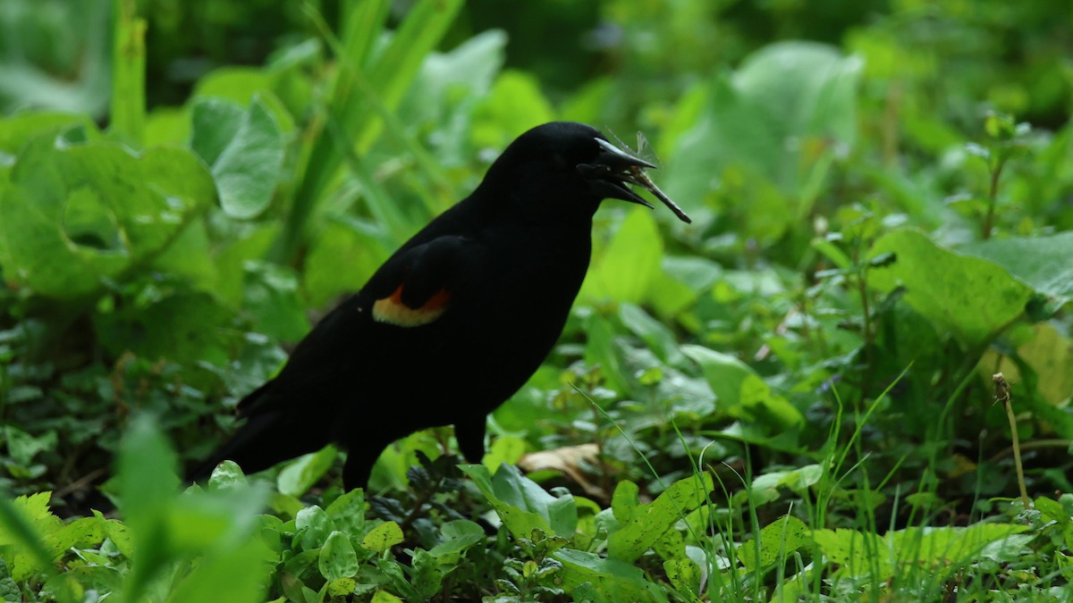 Red-winged Blackbird - Anonymous