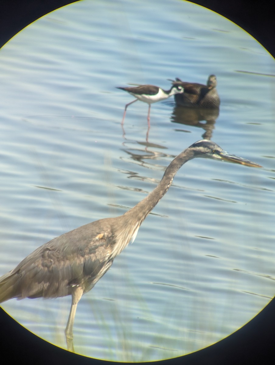 Great Blue Heron - Rodrigo Dueñas