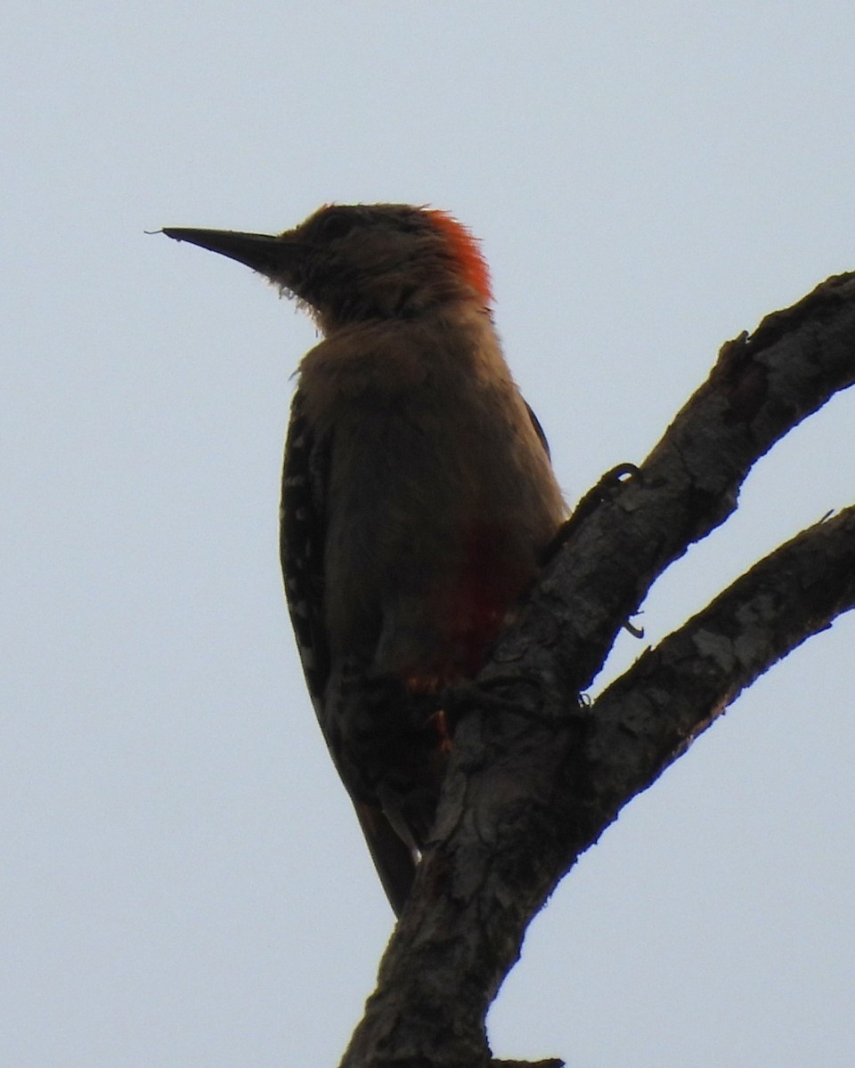 Red-crowned Woodpecker - Karen Evans