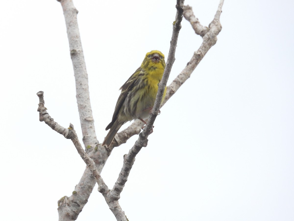 European Serin - Anqi Xu