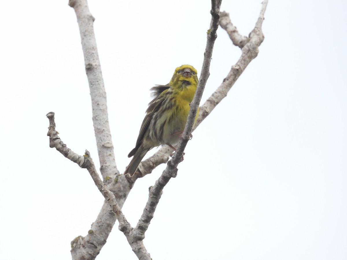 European Serin - Anqi Xu