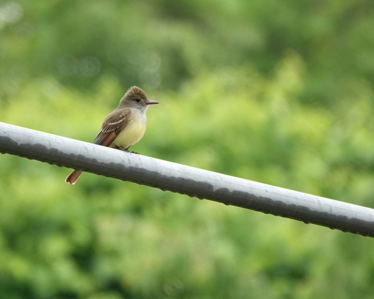 Great Crested Flycatcher - Timothy Spahr