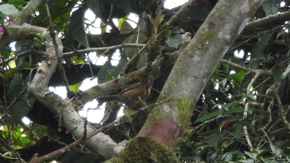 Rufous-breasted Wren - Karen Evans