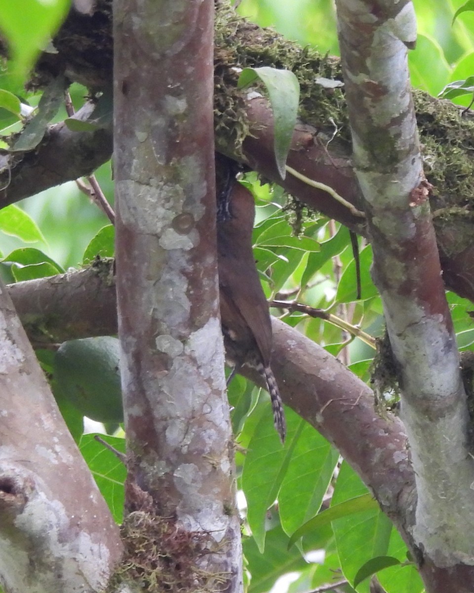 Rufous-breasted Wren - Karen Evans