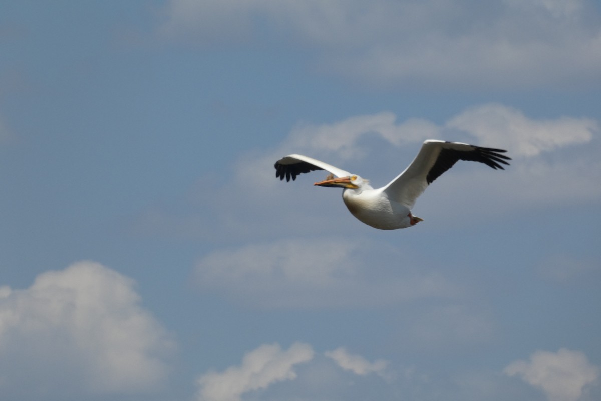 American White Pelican - ML619242623