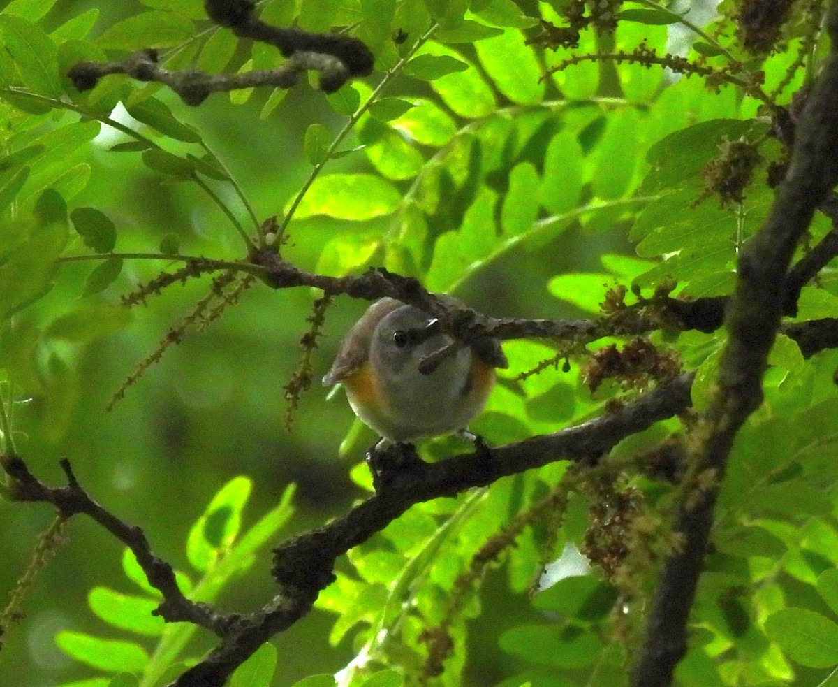 American Redstart - ML619242626