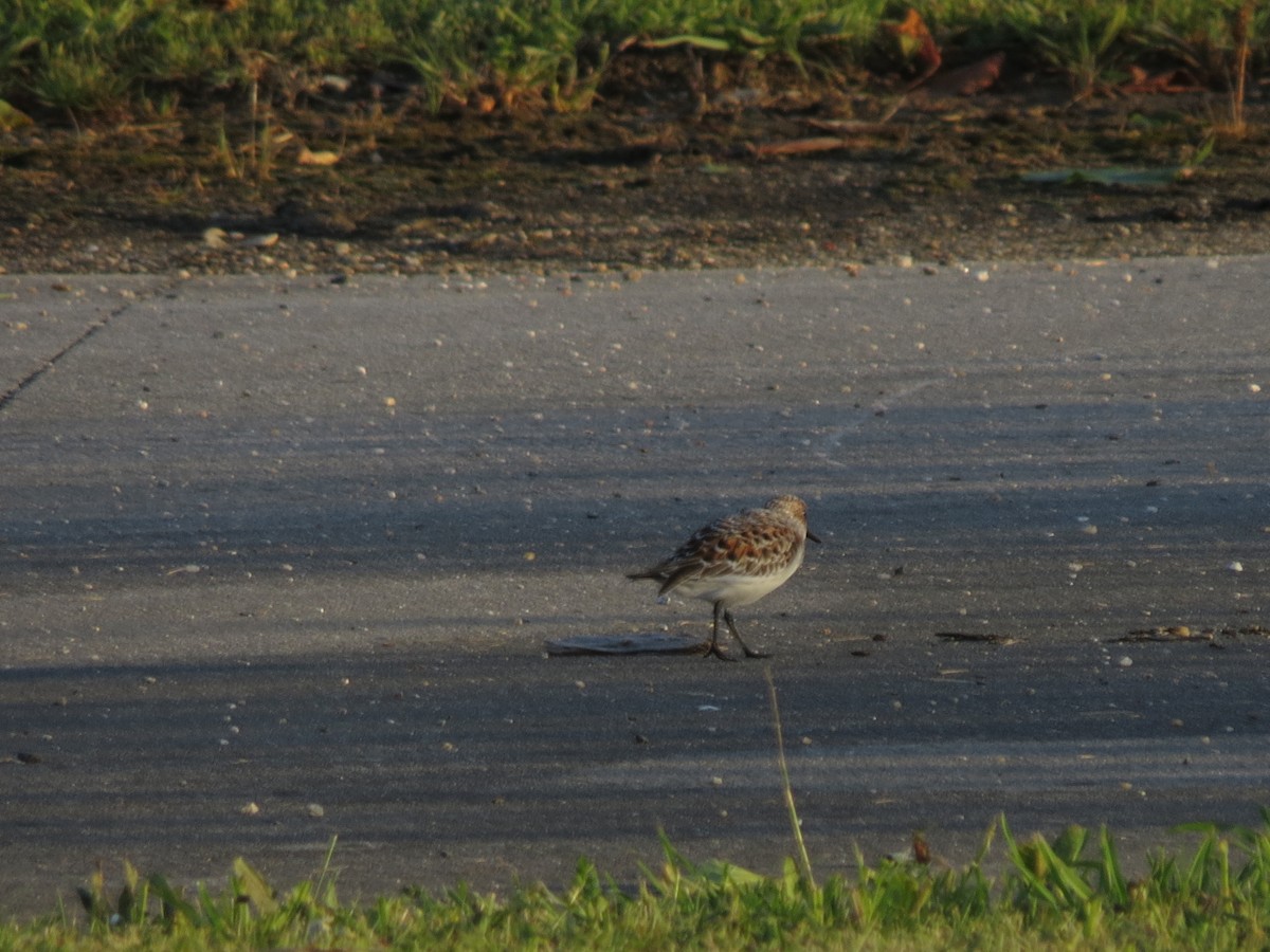 Sanderling - Manuel Pérez Devesa