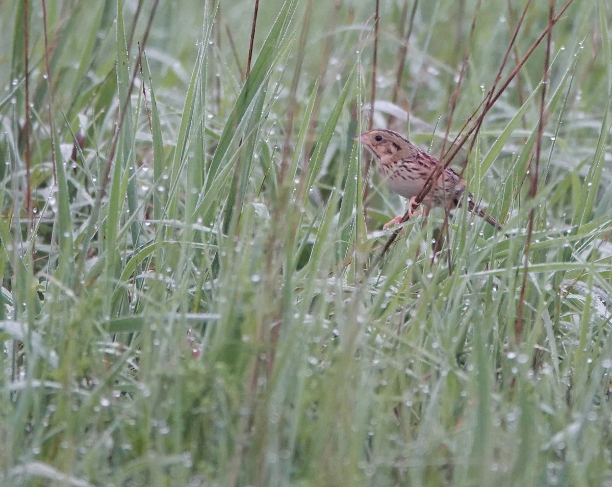 Henslow's Sparrow - Timothy Spahr