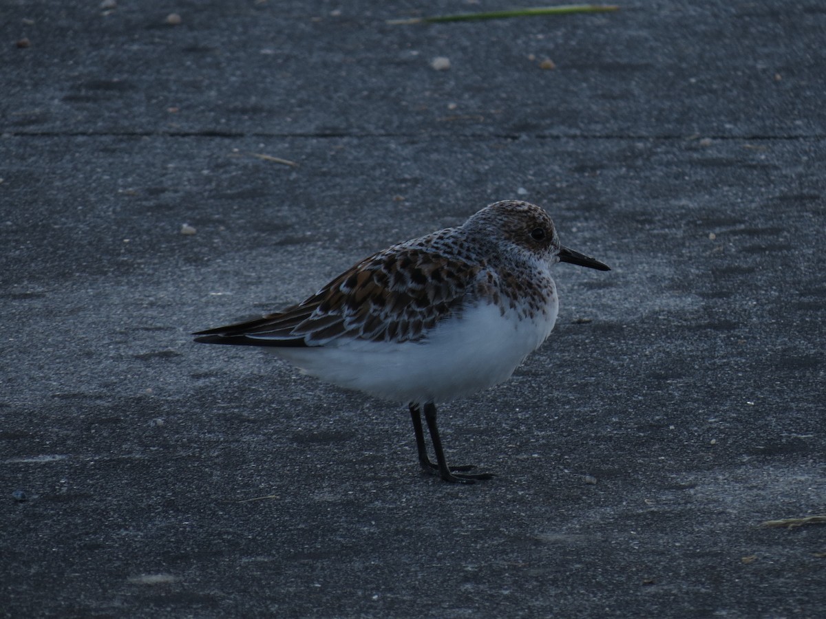 Sanderling - Manuel Pérez Devesa