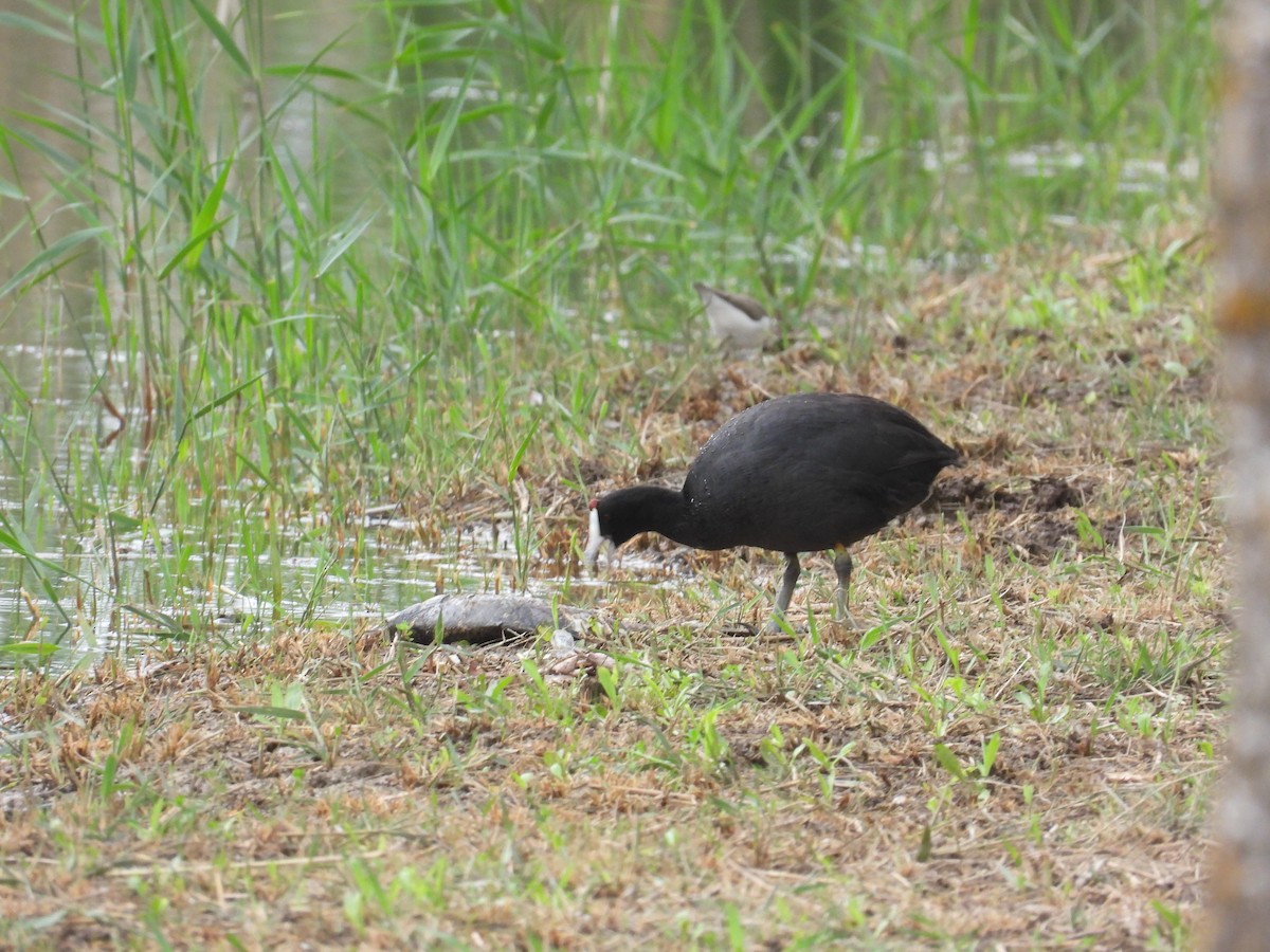 Red-knobbed Coot - Anqi Xu