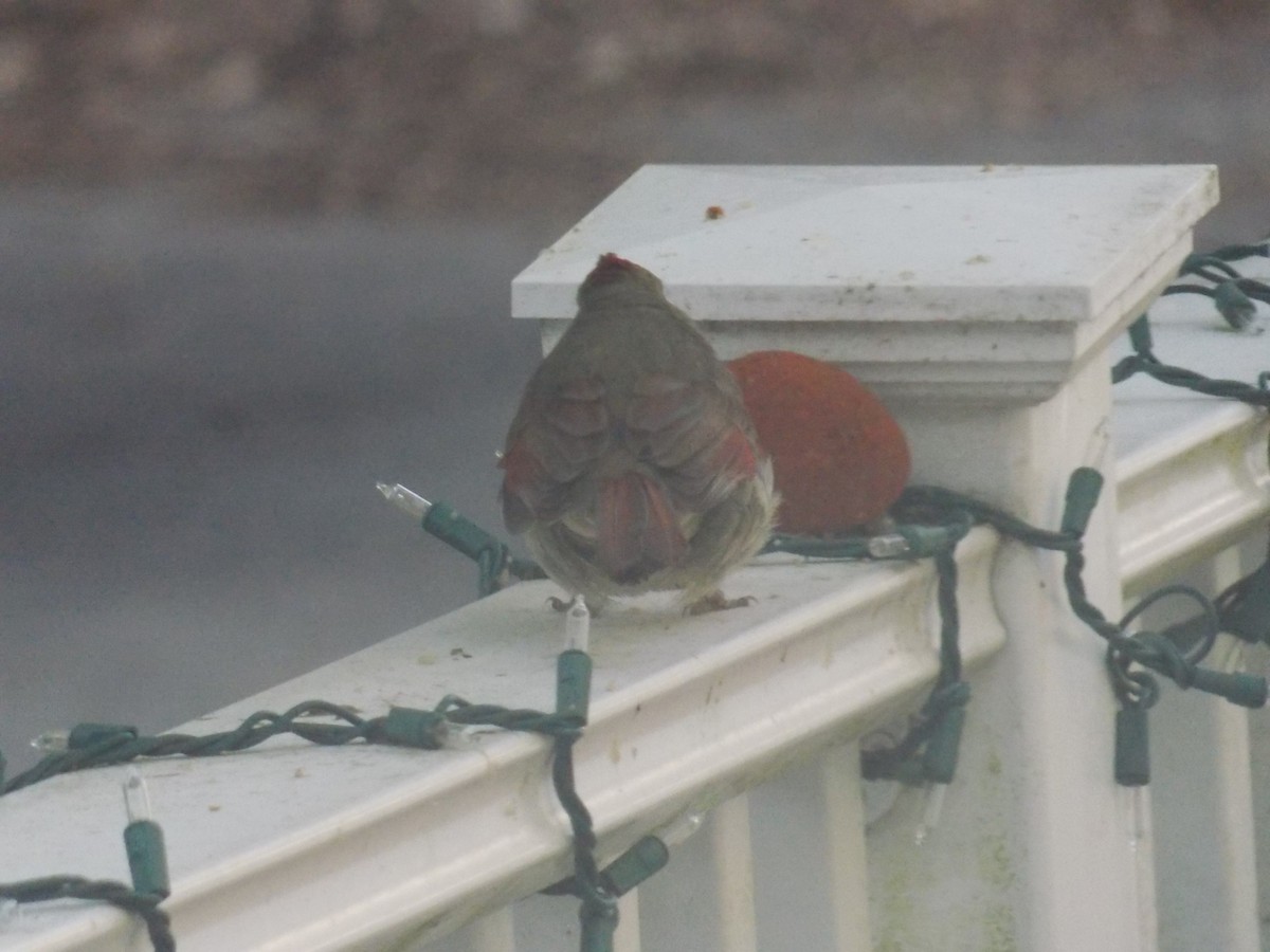 Northern Cardinal - Glenn Knoblock