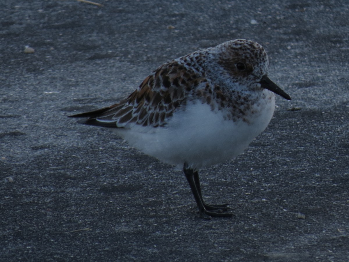 Sanderling - Manuel Pérez Devesa